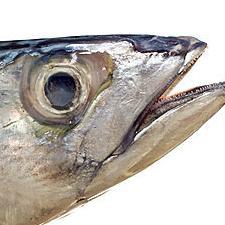 MaquereauProno's profile picture. Pêcheur depuis maintenant 20 ans, j'aime parier pour arrondir mes fins de mois. Les meilleurs pronos sur ce compte et un jeu concours tous les mois !