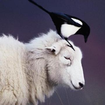 GingerMagpie's profile picture. 