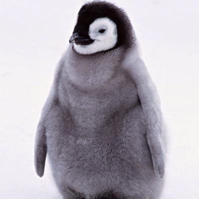 GamingPenguin24's profile picture. Penguin is love, Penguin is life, when you need a penguin... he will be there, unless he has to waddle and you know its really hard out of its habitat so yeah!