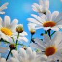 Marlene Cairns - @laziedaziedoll - Twitter