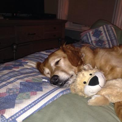 goldens4ever67's profile picture. 