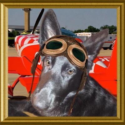 I is a all black German Shephard. Mom says i a pretty girl that loves attention! Follow me to see all the adventures i go on!