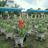 desti_cuy's profile image