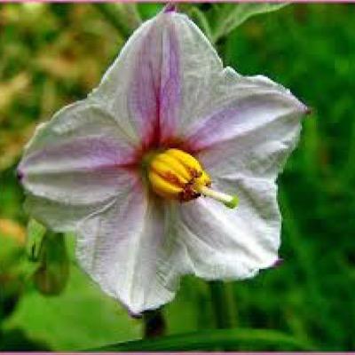 normal_eggplant's profile picture. just a normal eggplant. I post ransom stuff and I'm a murderer...I kill cereal ----------i like anime @lindeelink @ssundee my little pony and doctor who