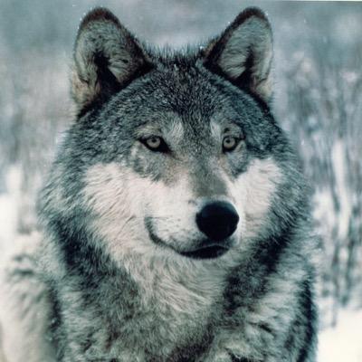 matthew_vuolo's profile picture. 