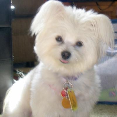 teachskol1's profile picture. Retired teacher, Dublin City Schools-Rescued Angel from Kill Shelter in May 2012