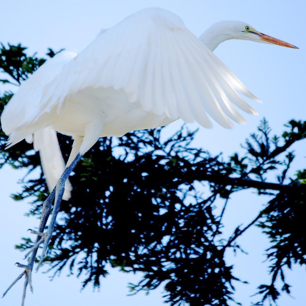 I began as an artist and later started photographing people, landscapes, flowers, and travel. Currently, my primary focus is wildlife.
