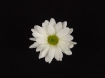 Liberty Blooms Inc. is the exclusive American importer of Uniflor’s flowers from Colombia.