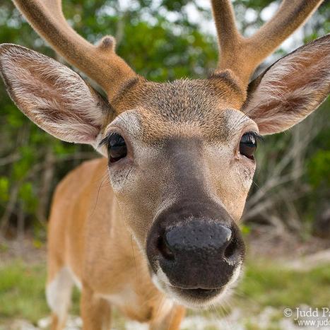 We are the key to saving Key Deers in Key West