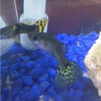 mikewalace79's profile picture. 