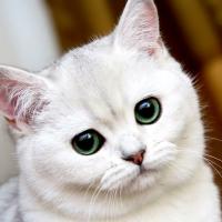 Fliss (@cloudedleader) 's Twitter Profile