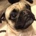 The Real Quincy Pug (@quincypugcohn) Twitter profile photo