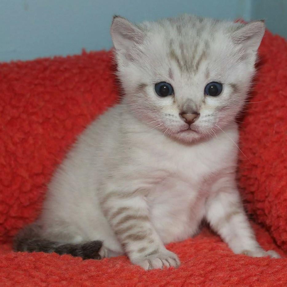 I am a Bengal Breeder in South Australia breeding stunning snow Bengals. We specialize in Lynx, Mink and Sepia Bengals from Australian and US lines.