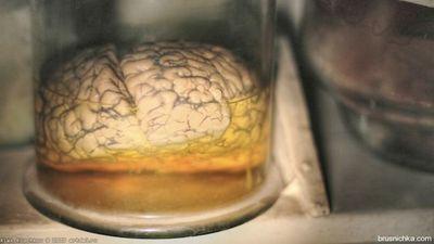 lonelybrain2330's profile picture. don't question the science. I repeat all the weird stuff the scientists say.