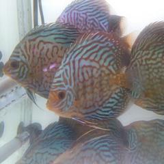 BlueRagun's profile picture. 熱帯魚専門店　ＢＬＵＥ－ＲＡＧＵＮ　公式アカウント始めました。入荷情報やイベント情報をお伝えします。毎日ブログ更新中→http://t.co/deZELAGuhp