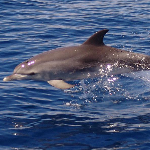 Passionate about animal welfare, conservation & environmental issues and ending dolphin hunts and captivity forever...