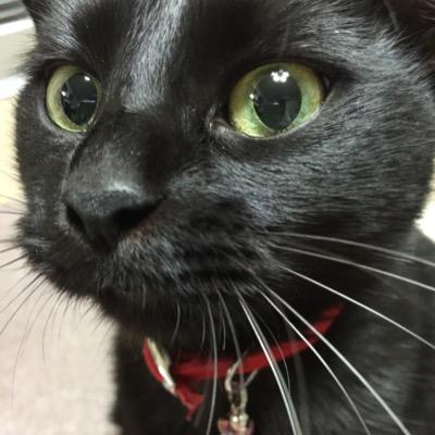 kuroneko_lover_ Profile Picture