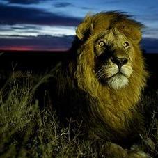 keralarealmagic's profile picture. jaisonyamaha@gmail.com