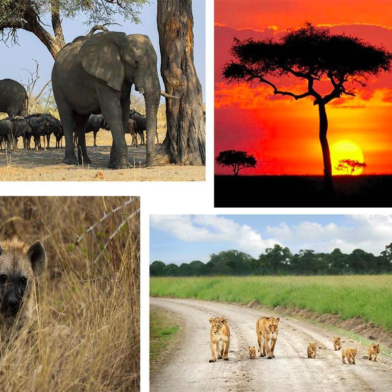 MasaiMara4's profile picture. 