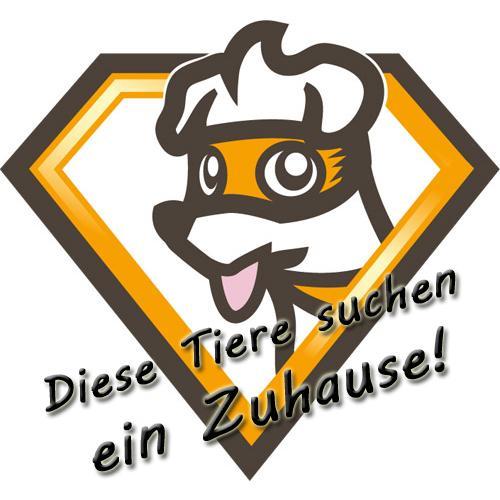 Diese Tiere suchen ein Zuhause | Sub-Account von @Tierheimhelden | ReTweets erwünscht | Danke