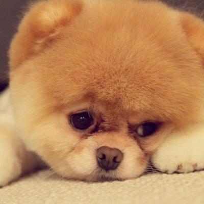 cutepups23's profile picture. send us your cute pups for a post!