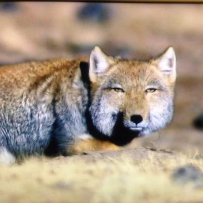 受験生ツイッタラー