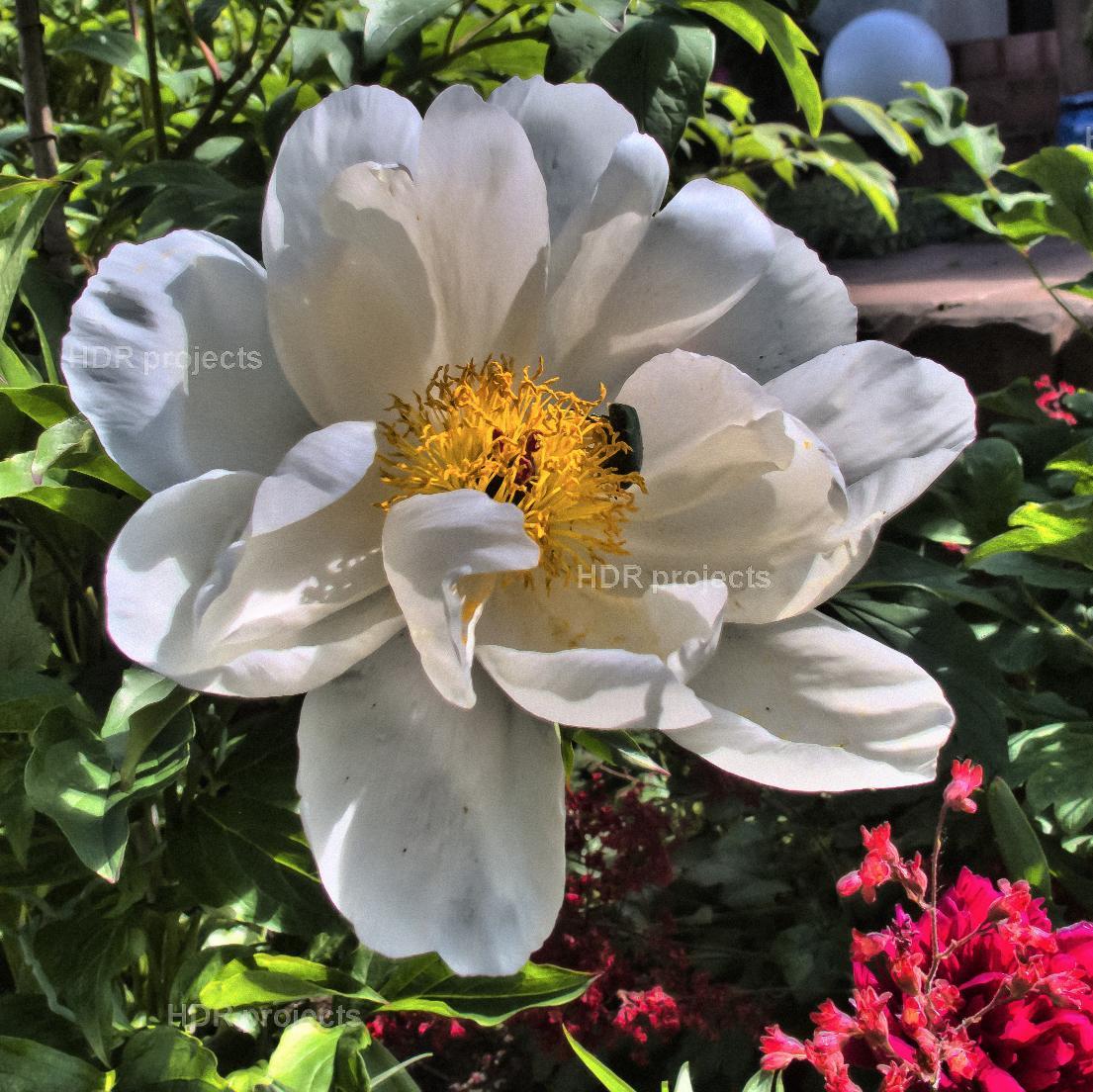 Basusos's profile picture. 