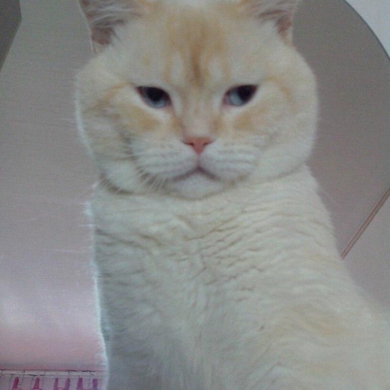 N_ikola_S's profile picture. 