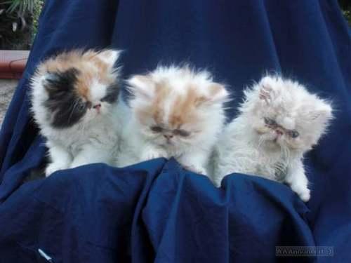 airdrophunt_107's profile picture. 