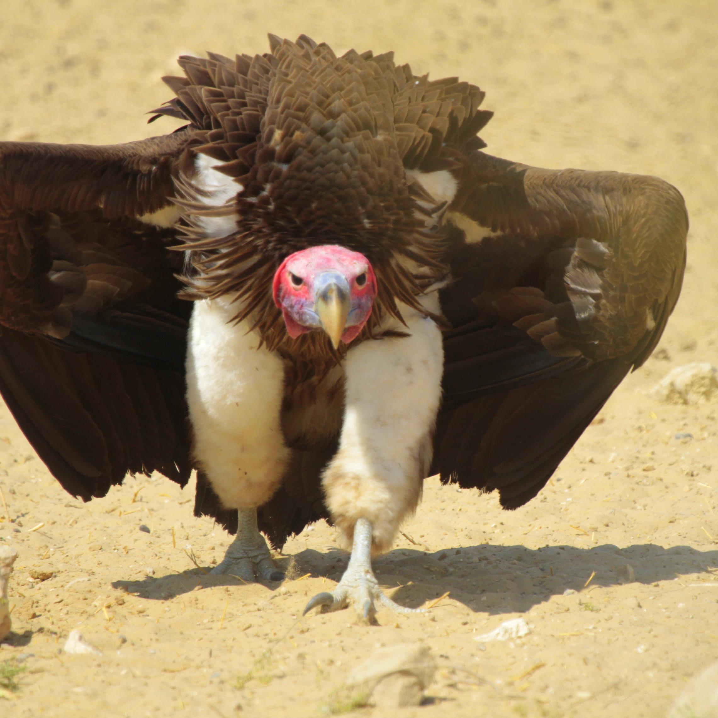 Conservationist,Wildlife Enthusiast, Photographer Sharing Southern Africa through my lens