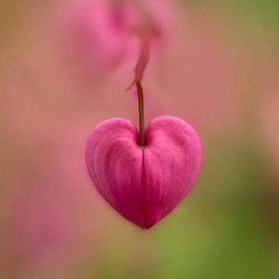 ハートづくしさん ハートの花火 凄いっ イラストなのか本物なのか でも凄いっ T Co Ue5okaekzh