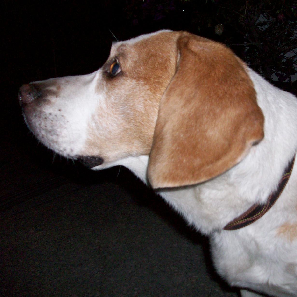 I love writing, Beagles, politics, poetry and chocolates.