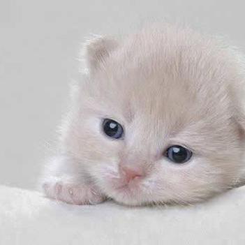 opaoa13's profile picture. 