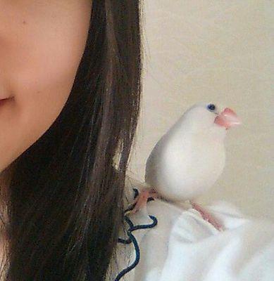 はじめまして。
文鳥、ウサギと暮らしてます。
白文鳥(みお5歳) ・シナモンらしき文鳥(涼葉0歳)・ネザーランドドワーフ(ニコ4歳)
＊野鳥写真
#花梨の野鳥散歩(沖縄)#花梨の野鳥観察(宮崎)
自作文鳥LINEスタンプ「うちの文鳥」
https://t.co/zJUwRPTcky