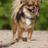 BijouxChihuahua's profile image