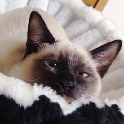 猫たちと暮らしています。 小麦（ロシアンブルー）たぬ吉（トンキニーズ）