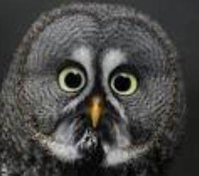 miskinheriff's profile picture. 