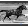 maorisidol1's profile picture. Ex country lad bought up with dad training a few as a hobby from late 60's to mid 80's. Drove in about 40 races had about 4 wins and many placings, had a ball!
