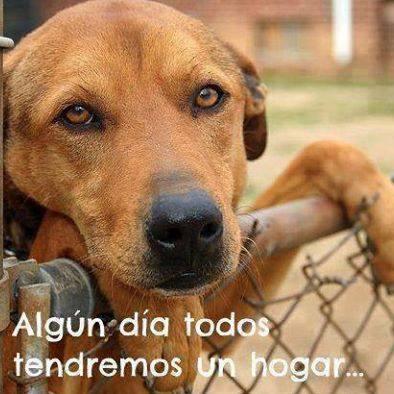 Twitter Oficial de la pagina Adopta un animal de la calle, no te quieres perder de nuestras publicaciones? Activa las notificaciones!!
