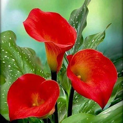 کار آزاد