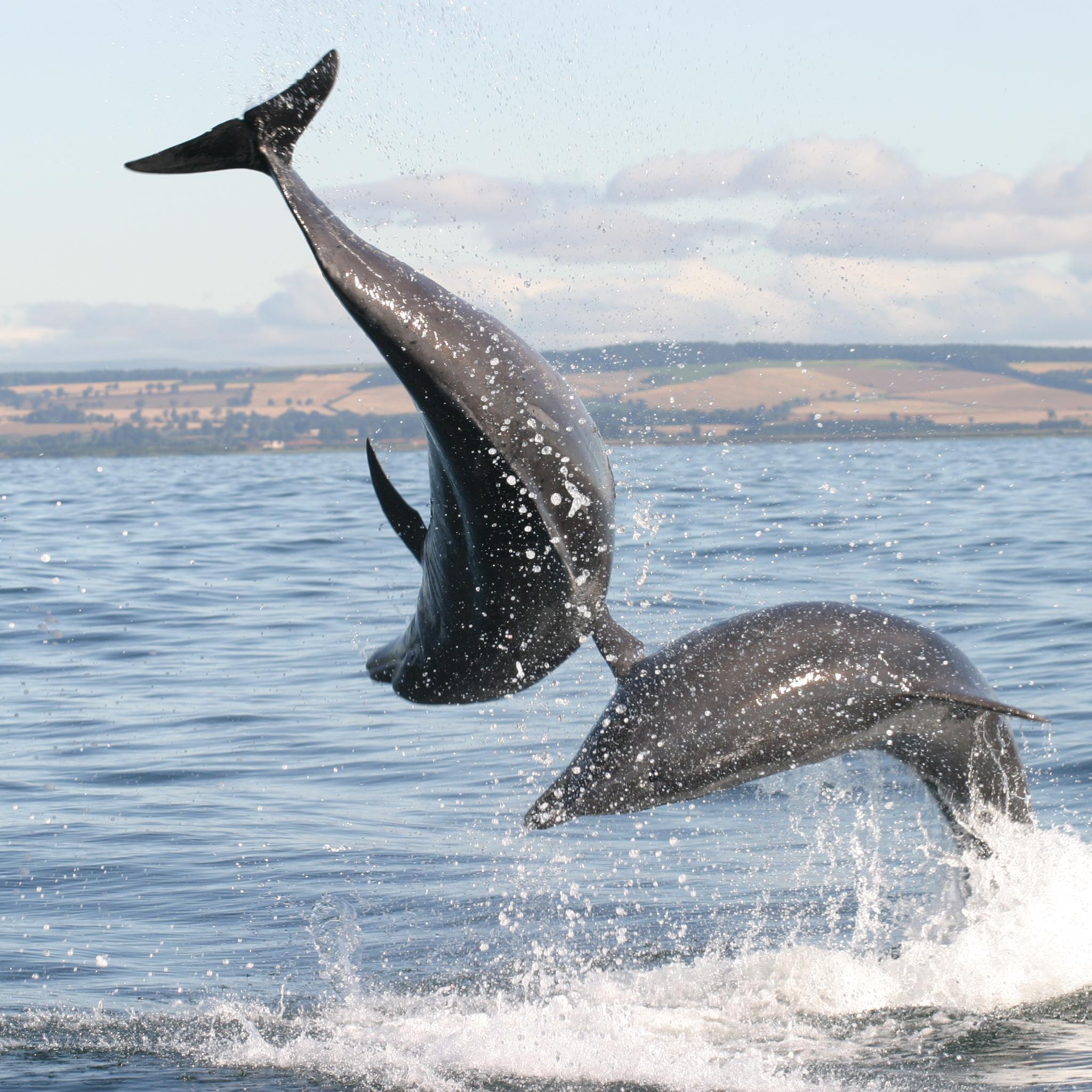 Marine Mammal Bioacoustics Research