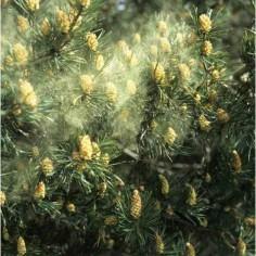 superfoodsaust's profile picture. 