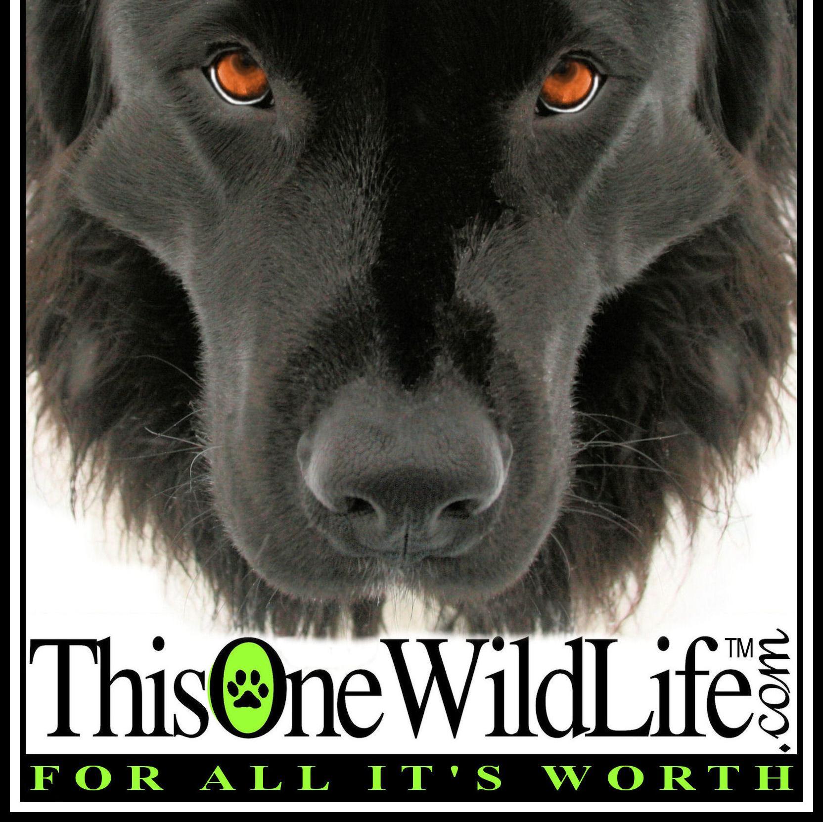 Celebrating respect for animals, domestic, wild and human.