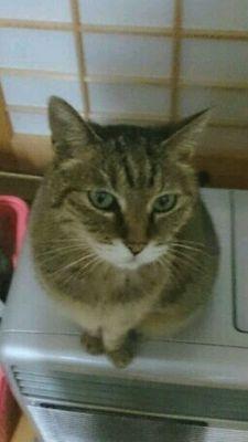 mossan239589's profile picture. チャームポイントは切れ目と天パ