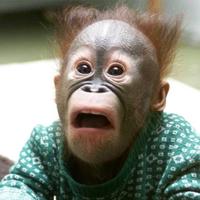 Animal's Reactions (@animalsreaction) 's Twitter Profile Photo