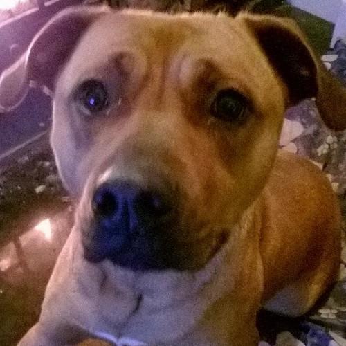 Plze follow if my Maggie is a cute dog