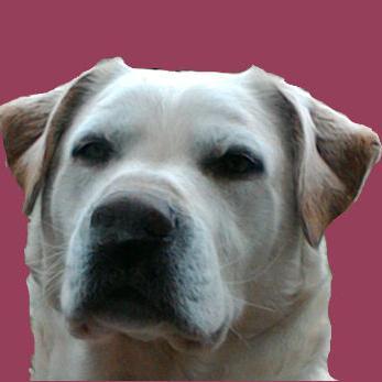 TyGuss's profile picture. Plus je vois les hommes, plus j'admire les chiens.