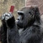 GORILLAGAMERZ's profile picture. Gorilla Gamerz Podcast show with hosts xLINKSCOURAGEx and MrTzLoveChild. Or just Ed and Joe. Video show coming soon.