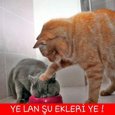 mertyazicioglu