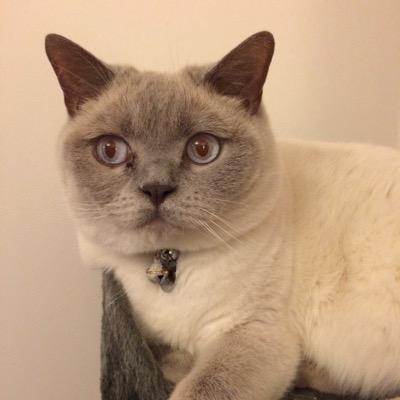 No need for a cattery, I come to your home, feed your cat clean litter tray, give medication and cuddle your cat whilst you are away, 07514 436990